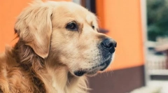 Răspunsuri la cele mai frecvente întrebări despre câini