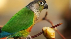 Legume pentru papagali