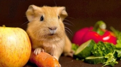 Legume într-o dietă de cobai