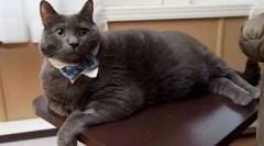 Obezitatea la pisici