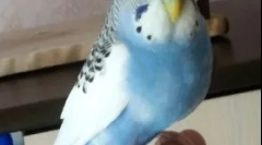 Obezitate de un papagal, motive, tratament