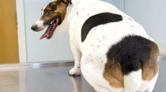 Obezitate la câini: cauze, simptome, tratament