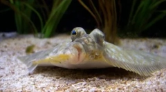 Falus: fapte interesante din viața de pește neobișnuit