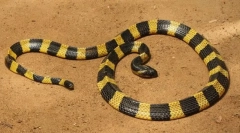 Pama (bandă pentru copii)