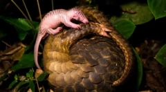 Pangoline - un animal neobișnuit similar cu o ciocnire de molid