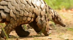 Pangolină