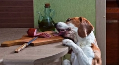 Pancreatită la câini: cauze, semne, tratament, prevenire