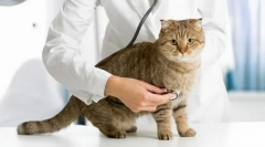 Paraziți într-o pisică