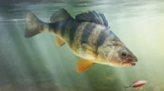 Paraziți în pește de mare și de râu