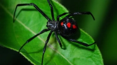 Spider negru văduvă