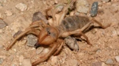 Falang spider (cămilă): descriere și caracteristici