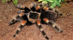 Spider-pasăre mexicană vin roșu