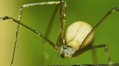 Spider snakers common sau kosyozka
