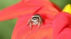 Spider jackun: caracteristici și valoare în ecosistem