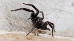 Păianjeni în casă: de unde vin și de ce