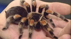 Păianjeni în casă