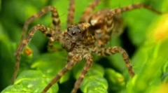 Păianjeni lupi - cine sunt?