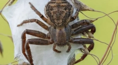 Pukicultural. Clădire și caracteristici