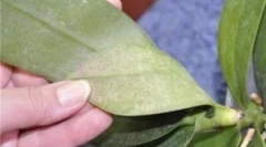 Ceutain și coajă bifați pe orhidee