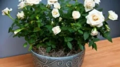 Vremea bifați pe grădină și cameră rose