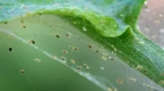 Tick: descrierea, tipurile și habitatele