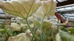 Cobbled tick în seră