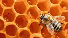 Ceara de albine