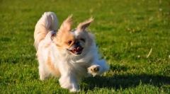 Pekingese (foto): câine devotat și mândru pentru proprietarii iubiți