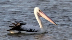Pelican