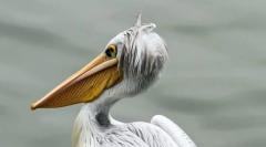 Păsări asemănătoare pelicanului