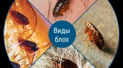 Dacă puricii sunt transmise persoanelor de la animale?