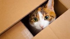 Mutarea unui pisoi într-o casă nouă