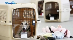 Transportul câinelui