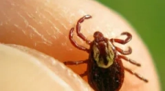 Perioada în care căpușele sunt cele mai active și periculoase