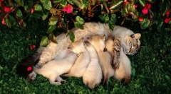 Perioada de lactație și educație a descendenților la pisici