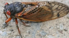 Cicada periodică