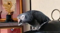 Pernaya star zhora makarov: video în care jaco spune numele și prenumele sale