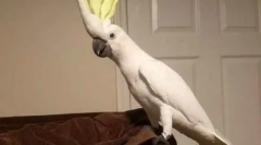 Perletion dancer disco 90s: papagal dansuri sub toată lumea