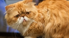 Pisica persană (foto): boemia artificială a animalelor