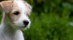 Puppy prima tunsoare