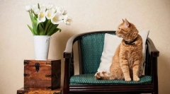 Primele zile ale pisicii din casă