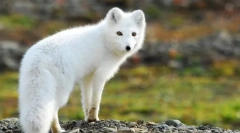 Primăvara obișnuită