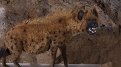 Pestera hyena
