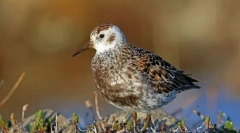 Nisipul și șlefuirea lui berengay