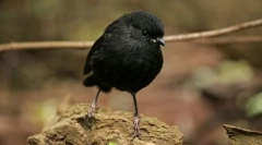 Petroika legnonogaya