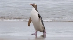 Penguin superb