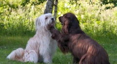 Păstorul pyrenean (foto): născut watchman și shepherd