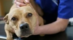 Piroplasmoza: simptome, diagnostic și tratament