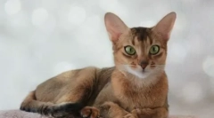 Nutriția pisicilor abisiniene: depozitați hrana pentru animale sau alimente naturale