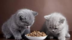 Nutriția pisicilor britanice la domiciliu